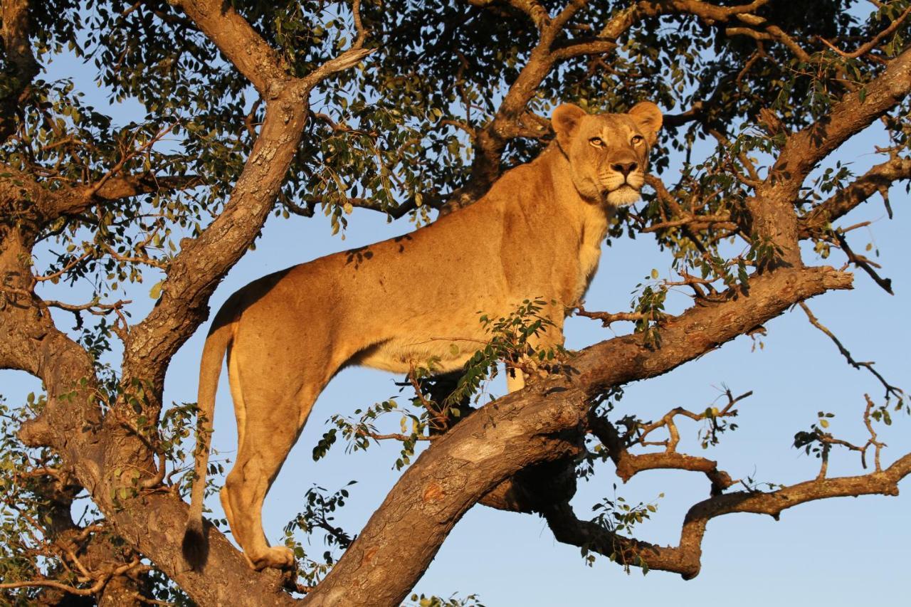 Sungulwane Private Game Lodge Хлухлуве Экстерьер фото