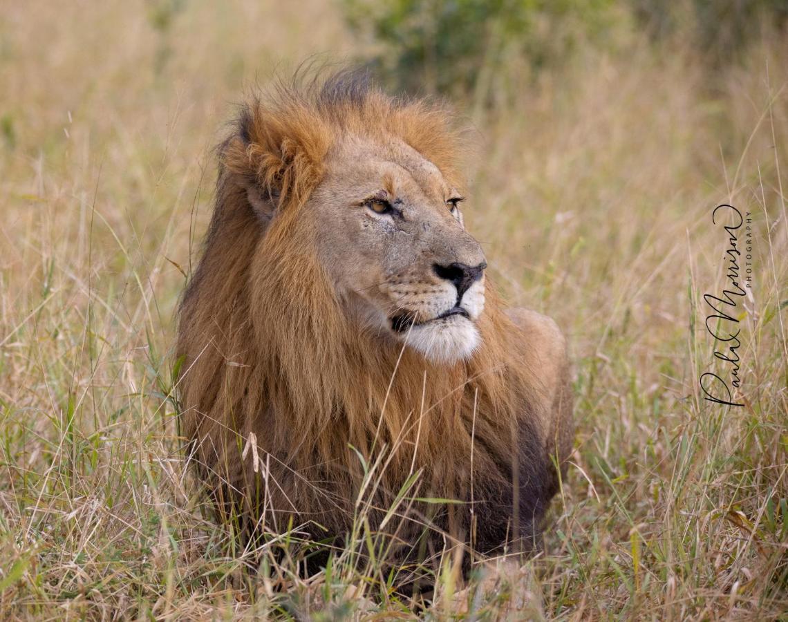 Sungulwane Private Game Lodge Хлухлуве Экстерьер фото