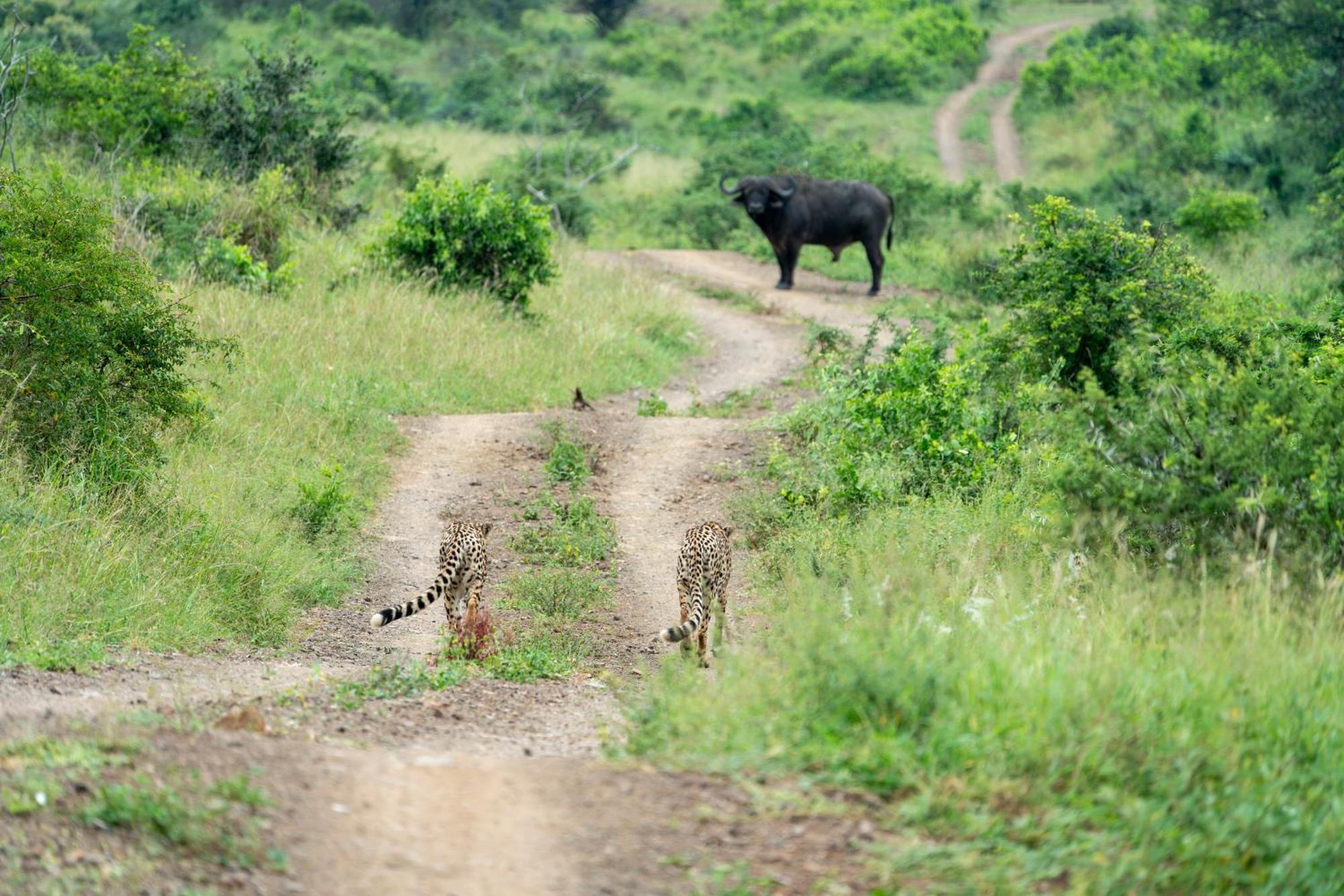 Sungulwane Private Game Lodge Хлухлуве Экстерьер фото